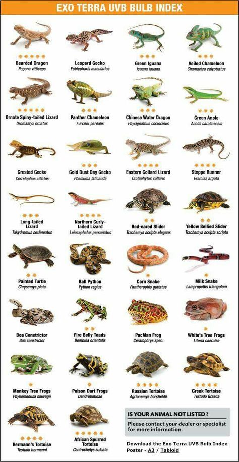 Reptiles Preschool, Reptiles Activities, Pet Reptiles, Exo Terra, Reptile Care, Bearded Dragon Care, Reptile Room, Aquarium Terrarium, Reptile Tank