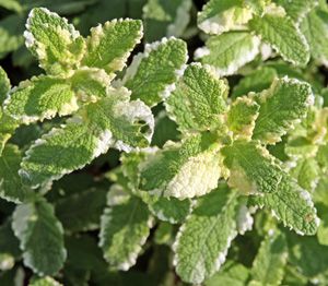 West Kensington, Mint Plant, Master Gardener Program, Pineapple Mint, Mint Plants, Kensington Gardens, Culinary Herbs, Master Gardener, Herbaceous Perennials