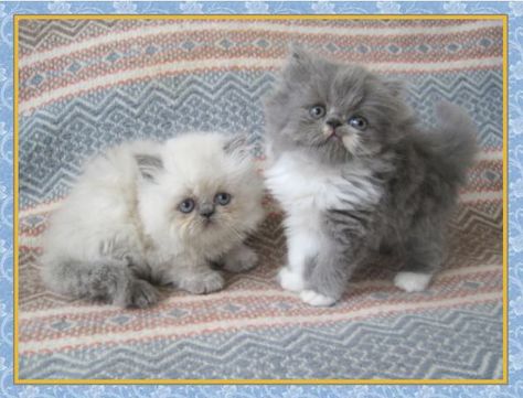 Himalayan Kittens for sale - New Jersey - Blue Point One Day Old ... Himalayan Persian, Himalayan Kittens For Sale, Persian Cats For Sale, Himalayan Kitten, Cutest Kittens, Himalayan Cat, Persian Cats, Beautiful Kittens, Kittens For Sale