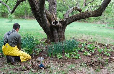 You need more, more, more of a few key plants to make it all come together. [In this pic] ...more Hylomecon japonicum. Underplanting Ideas, Planting Fruit, Spring Walk, Plants Under Trees, Garden Shade, Planting Tips, Shade Gardens, Large Tree, Garden Quotes