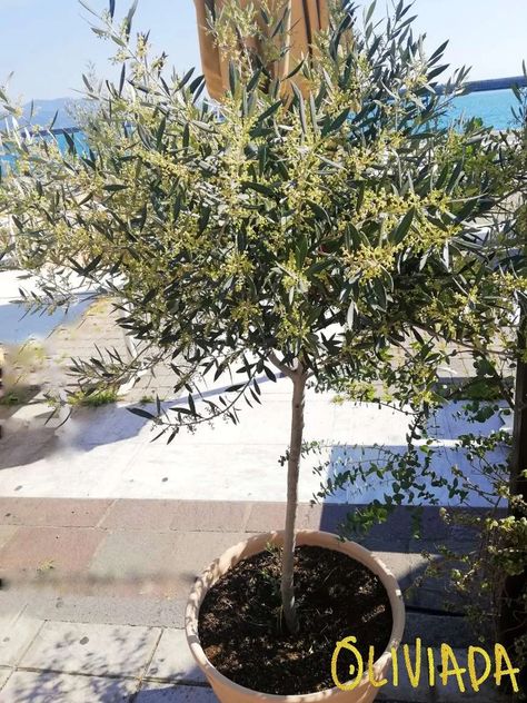 Patio Olive Tree, Olive Tree By Pool, Pruning Olive Trees In Pots, Olive Tree Pruning, Washington Gardening, Tea Olive Tree, Olive Tree Topiary, Olive Trees In Pots, Pruning Olive Trees