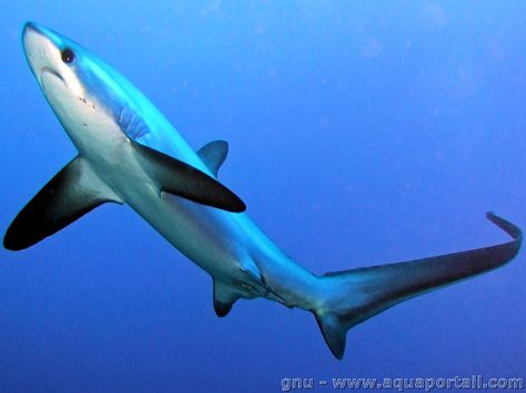 The common thresher (Alopias vulpinus) Shark Species, Thresher Shark, Shark Conservation, Types Of Sharks, Shark Photos, Shark Art, Shark Tattoos, Shark Fishing, Shark Bites