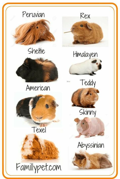 Funny Guinea Pigs, Notebooks To Buy, Guinea Pig Breeds, Female Guinea Pigs, Guinea Pig Information, Guine Pig, Guinea Pig Diet, Jessica King, Guinea Pig Breeding