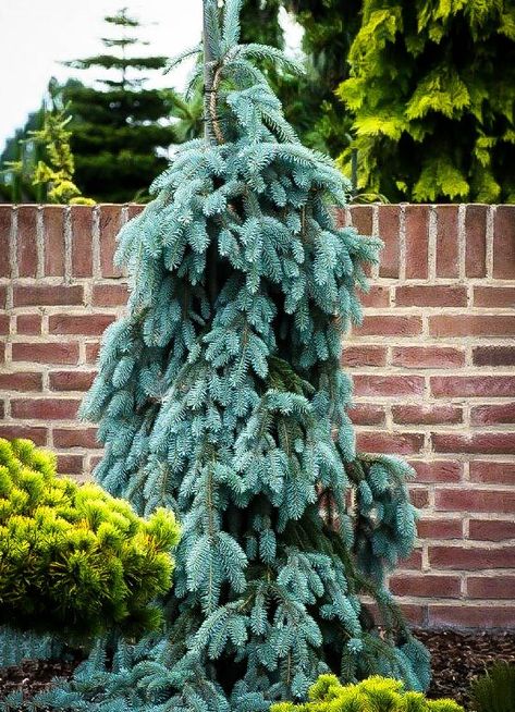 Weeping Blue Spruce, Weeping Evergreen Trees, Types Of Evergreen Trees, Blue Spruce Tree, Colorado Spruce, Weeping Trees, Evergreen Landscape, Colorado Blue Spruce, Conifers Garden