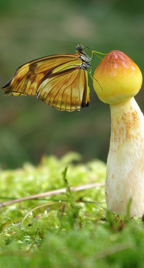 Butterfly On A Mushroom, Mushroom Butterfly, Animals Butterfly, Photo Realism, About Butterflies, Mosaic Garden Art, Butterfly Insect, Flying Flowers, Diy Butterfly