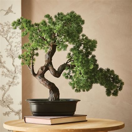 Bonsai Tree Interior Design, Giant Bonsai Tree, Bonsai Tree Bedroom, Bonsai Tree Home Decor, Bonsai Trees Aesthetic, Bonsai Tree Photography, Bonsai Tree Living Room, Bonsai Plants Aesthetic, Mini Bonsai Tree