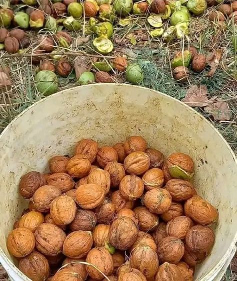 Walnut Aesthetic, Nuts Aesthetic, Harvest Aesthetic, Health Benefits Of Walnuts, Food Forest Garden, Nut Trees, Nut House, Nutter Butter Cookies, Nut Recipes