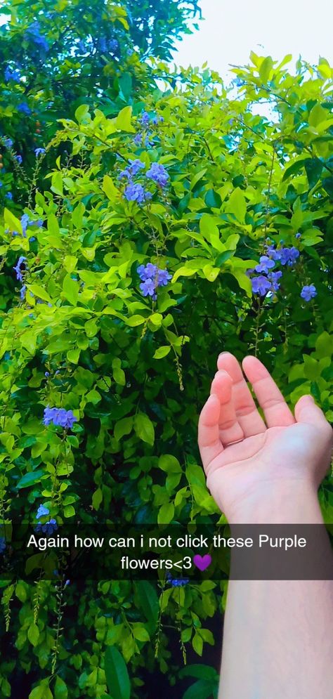 #flower#hand#pics#streaks#snapchat#purple#flowers#rain#story#snapchat Flowers Streaks Snapchat, Hand Streak Snapchat, Flowers Snapchat Streak, Flower In Hand Snap, Raining Snapchat, Flower In Hand Photography, Snapchat Hand Pic, Mrng Snap Ideas, Flower Snap Streaks