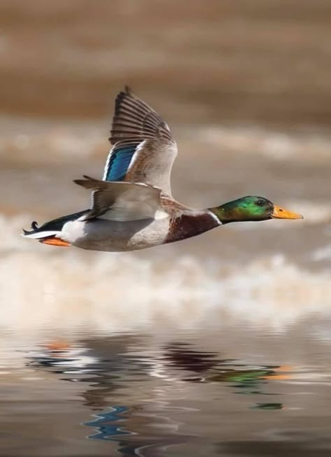 Waterfowl Taxidermy, Waterfowl Art, Duck Pictures, Hunting Pictures, Waterfowl Hunting, Duck Bird, Hunting Art, Birds In The Sky, Duck Art