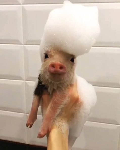 Teacup Piggies, Teacup Pig, Baby Pig, Cute Piglets, Baby Farm Animals, Funny Pigs, Cute Small Animals