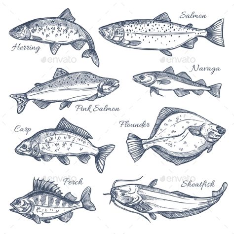 Fishes sketch vector isolated icons. Sea or ocean fish species of herring and pink salmon, navaga or carp and flounder, perch and Tuna Fish Illustration, Anchovy Drawing, Anchovy Tattoo, Ocean Sketch, Bd Design, Fish Sketch, Sketch Icon, Drawn Fish, Fish Vector