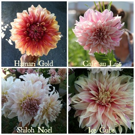 Floret Flowers, Dahlias Wedding, Flower Farming, Cut Flower Farm, Dahlias Garden, Growing Dahlias, Flower Farmer, Cut Flower Garden, Have Inspiration