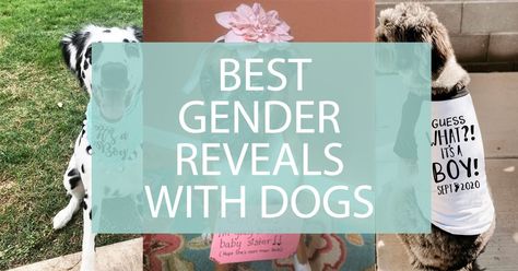 A Gender Reveal with dogs is a cute way to involve your four-legged friend in the reveal of your new baby’s gender. Gender Reveal parties are now in their second decades. And the fun craze is reaching new levels of creativity and ingenuity. Finding out your baby’s gender is such a tender precious moment, full ... Read more Gender Reveal With Dogs – Best Dog Gender Reveals The post Gender Reveal With Dogs – Best Dog Gender Reveals appeared first on Darling Celebrations. Creative Gender Reveals With Dog, Gender Reveal Ideas With Dog Pets, Gender Reveal Involving Dogs, Dog Involved Gender Reveal, Gender Reveal Including Dog, Simple Gender Reveal Ideas With Dogs, Animal Themed Gender Reveal, Gender Reveal Ideas Using Dogs, Dog Themed Gender Reveal