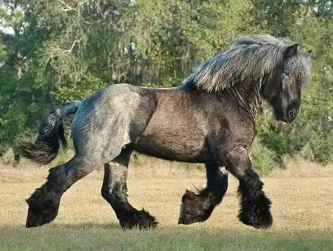 A Collection Of Draft Horses To Make You Swoon Brabant Horse, Belgian Draft Horse, Stunning Horses, Rare Horses, Gorgeous Horses, Clydesdale Horses, Draft Horse, Horse Things, Equestrian Center