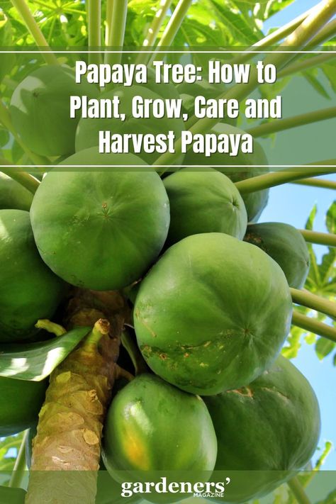 Papaya Tree: How to Plant, Grow, Care and Harvest Papaya Growing Papaya Trees, Papaya Tree Care How To Grow, Papaya Farming, Grow Papaya, Papaya Growing, Herbs Remedies, Papaya Plant, Papaya Recipes, Fruit World