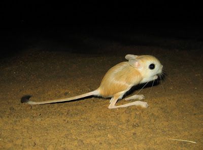 Long Eared Jerboa, Kangaroo Rat, Mouse Tattoos, Lovely Creatures, Aesthetic Instagram Theme, Rodents, Creature Design, Animals Friends, Animal Paintings