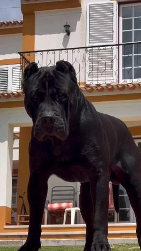 Dogs Cane Corso, White Cane Corso, Chien Cane Corso, Cane Corso Dog Breed, Guard Dog Breeds, Best Guard Dogs, Bully Breeds Dogs, Cane Corso Puppies, Big Dog Breeds