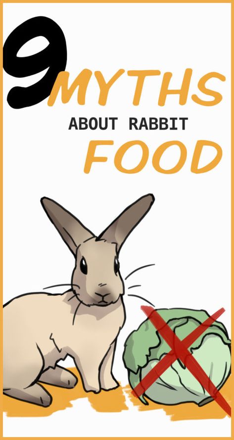 9 Myths About a Healthy Rabbit Diet Bunnies Pictures, Rabbit Facts, Daily Diet Plan, Wild Rabbits, Rabbit Behavior, Rabbit Diet, Pet Rabbit Care, Bunny Food, Young Rabbit