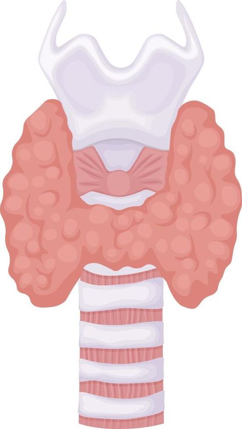 Thyroid gland. Anatomical image of the thyroid gland. Human internal organs. Vector illustration isolated on a white background Human Internal Organs, Enlarged Thyroid, Pituitary Gland, Internal Organs, Vector Infographic, Thyroid Gland, Infographic Template, Background Background, Infographic Templates