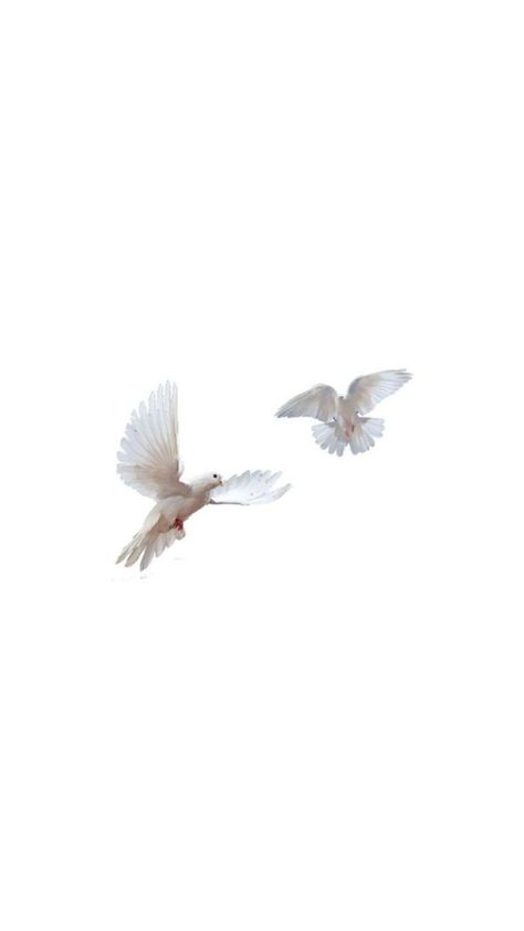 Doves Wallpaper Aesthetic, White Birds Aesthetic, Cream White Wallpaper Iphone, Pigeon Wallpaper Iphone, Dove Aesthetic Wallpaper, Dove Wallper Aesthetic, Bird Wallpaper Aesthetic, Bird Background Wallpapers, Birds Aesthetic Wallpaper