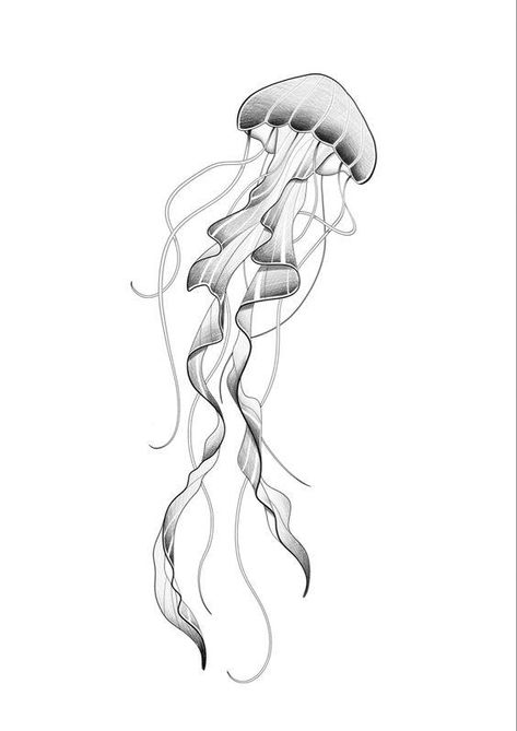 Tattoo stencil Knee Tattoos Women Stencil, Jellyfish Knee Tattoo, Jelly Fish Tattoo Stencil, Jellyfish Tattoo Stencil, Medusa Animal Tattoo, Medusa Tattoo Animal, Moon Jellyfish Tattoo, Jellyfish Tattoo Design, Tattoo Jellyfish