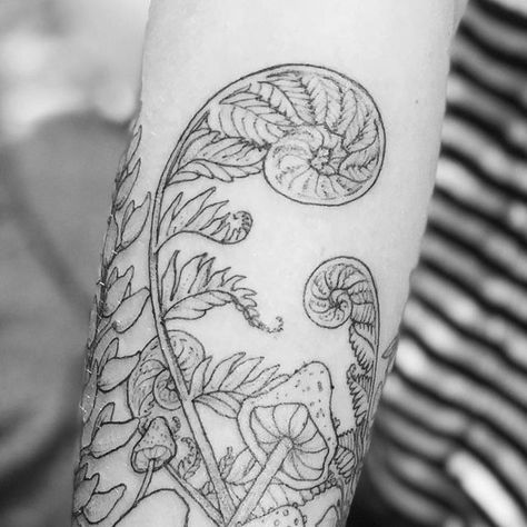 Fiddle Leaf Fern Tattoo, Fiddlehead Fern Drawing, Fiddle Fern Tattoo, Fiddle Head Tattoo, Curled Fern Tattoo, Fern Mushroom Tattoo, Fiddle Head Fern Tattoo, Fiddlehead Fern Tattoo, Fibbonaci Tattoo