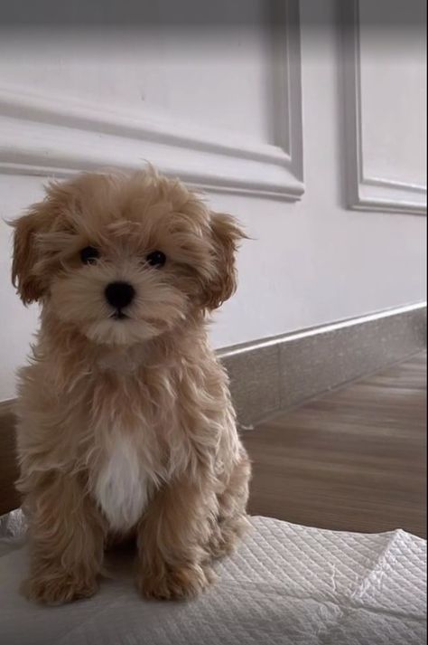 Cute Fluffy Puppies, Cute Small Dogs, Cute Dogs Images, Very Cute Puppies, Maltipoo Puppy, Stay Awake, Labradoodle Puppy, Super Cute Puppies, Fluffy Puppies