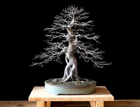 Chinese Elm Tree, Chinese Elm Bonsai, Elm Bonsai, Elm Tree, Bonsai Art, Bonsai Trees, Bonsai Tree, Learning Centers, In The Winter