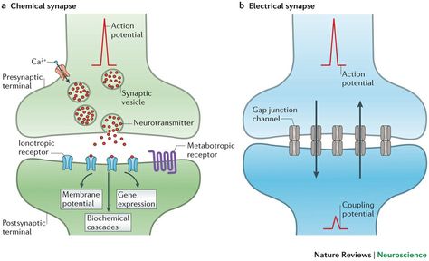 Note: Electrical Synapse Bidirectional ... Synaptic Transmission, Chemical Synapse, Gap Junction, Nervous System Anatomy, Russian Language Learning, Brain Science, Conceiving, School Help, Brain Development