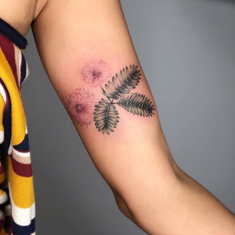 Thinking about getting mimosa pudica tattooed somewhere, I’d want the leaves smaller more green and less black though Mimosa Pudica Tattoo, Tree Tattoo Black, Mimosa Pudica, Mimosa Tree, Dad Tattoo, Mimosa Flower, Plant Tattoo, Ink Inspiration, Dad Tattoos