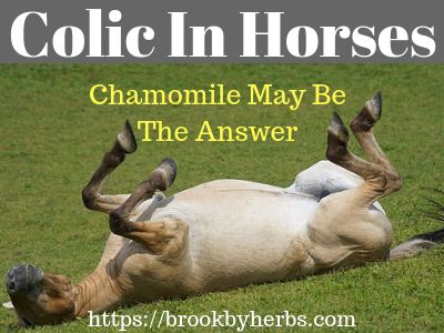 Chamomile for Colic In Horses – Brookby Herbs Herbs For Horses, Natural Care, Health Care, Animals And Pets, Herbs, Horses, Animals