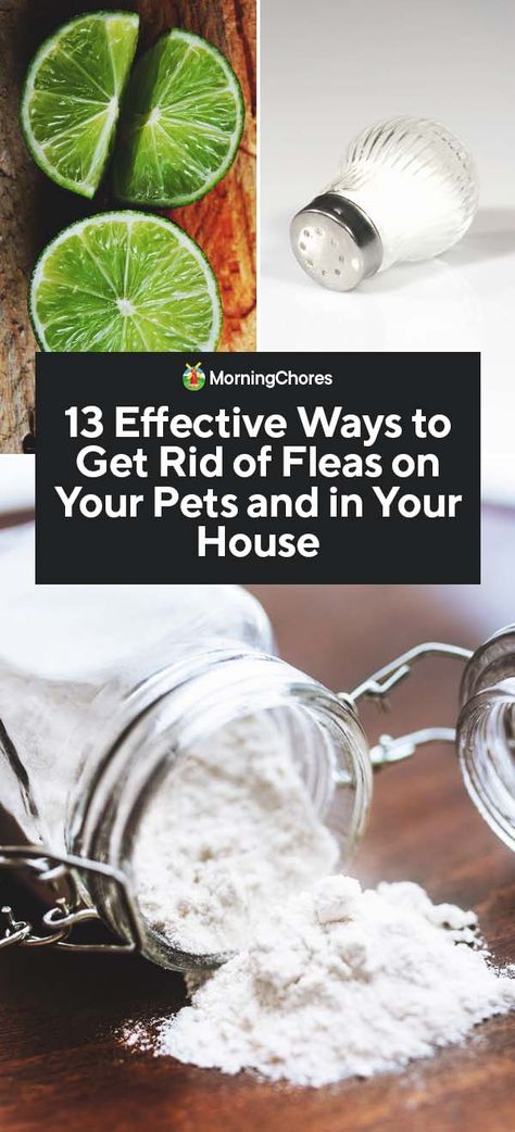 If you would like to know who to get rid of fleas without harsh and dangerous toxins, we have natural alterantives that can help you and your pet. Natural Ways To Get Rid Of Fleas, Getting Rid Of Fleas In The House, How To Get Rid Of Fleas In House Fast, Fleas Remedies For House, Rid Of Fleas In House, Kill Fleas In House, Fleas In House, Flea Bath For Dogs, Fleas On Kittens