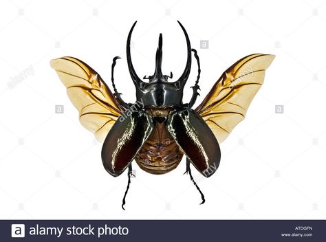 Beetle Wings Open, Insect Project, Rhino Beetle, Beetle Wings, Scarab Beetle, Bugs, Insects, White Background, Bee