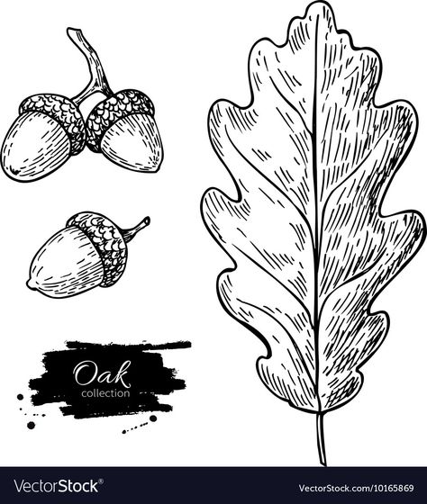 Oak Leaf And Acorn Drawing, Simple Acorn Drawing, Acorn Drawing Simple, Acorns Drawing, Oak Leaf Drawing, Acorn Silhouette, Acorn Doodle, Acorn Vector, Oak Illustration