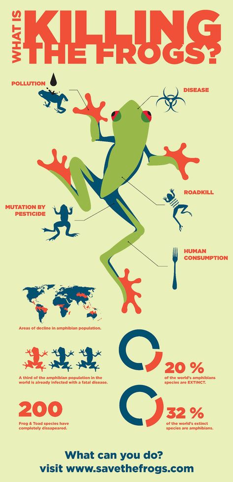 Frog Infographic Animal Infographic Illustration, Ecology Infographic Design, Infographic Design Animal, Art Infographic Design, Bee Infographic Design, Infographic Biodiversity, Nature Infographic Design, Rainforest Infographic, Frog Infographic