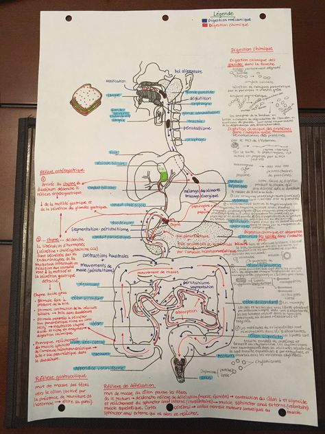 Digestive System Flow Chart, Learn Biology, Basic Anatomy, Basic Anatomy And Physiology, Brain Facts, Biology Lessons, Medical School Motivation, Teaching Biology, Biology Notes