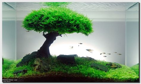 Plant Aquarium aquascape  bonsai tree. Beautiful Cool Fish Tanks, Aquatic Garden, Aquarium Terrarium, Live Aquarium Plants, Cool Fish, Home Aquarium, Aquarium Design, Tanked Aquariums, Aquarium Fish Tank