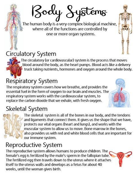 Science Human Body Notes, Science Circulatory System Notes, Poster About Taking Care Of Respiratory And Circulatory System, Different Body Systems, Human Body Functions, Biology Body Systems, Human Body Anatomy Medical Facts, The Respiratory System Notes, Human Circulatory System Notes