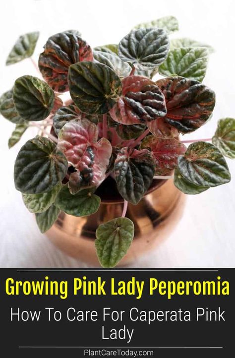 Pink lady peperomia is one of the new popular Peperomias available today. IPeperomias have been known as "Radiator Plants" since the early 1900s. Pink Lady Peperomia, Pink Lady Plant, Peperomia Pink Lady, Peperomia Plant, Pink Plant, Growing Plants Indoors, Pink Leaves, Replant, Annual Flowers