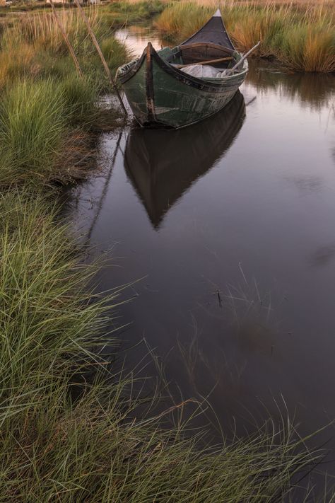 SWAMP - null Tableau Photography, Swamp Environment, Where The Crawdads Sing Movie, Kya Clark, Delia Owens, Crawdads Sing, Where The Crawdads Sing, Louisiana Swamp, Sing Movie