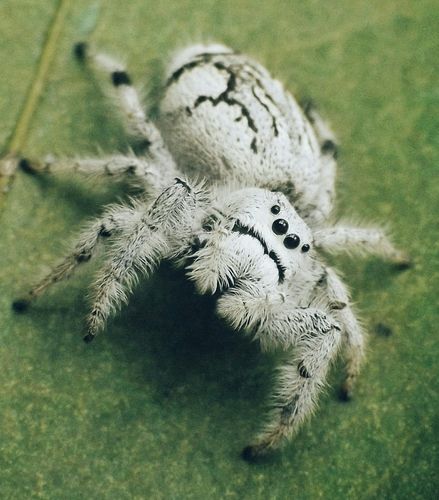 Jumping Spider Species, Jumping Spider Photography, White Jumping Spider, Cool Looking Spiders, Spiders Species, Cool Spiders, Bold Jumping Spider, Pretty Spiders, Unique Spiders