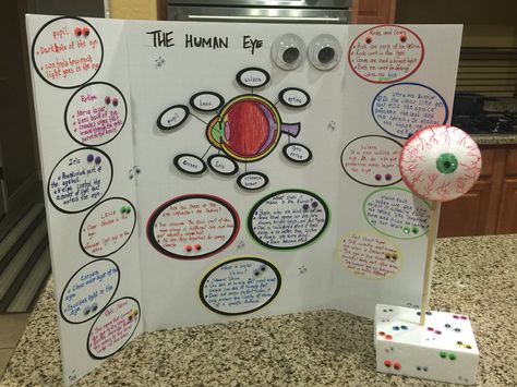 The Human Eye model ( 3rd grade project) Model Science Project, Ideas For Science Fair, Eye Science, Eye Lesson, Human Body Science Projects, Eye Project, Science Fair Projects Boards, Project Science, Science Project Ideas