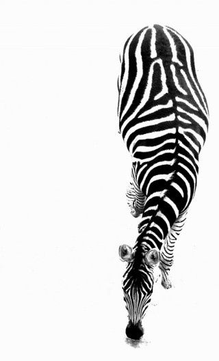 . Zebra Top view Moodboard Aesthetic, Foto Art, Arte Animal, Primates, Black N White, White Photo, Wild Animals, Zebras, Phone Backgrounds