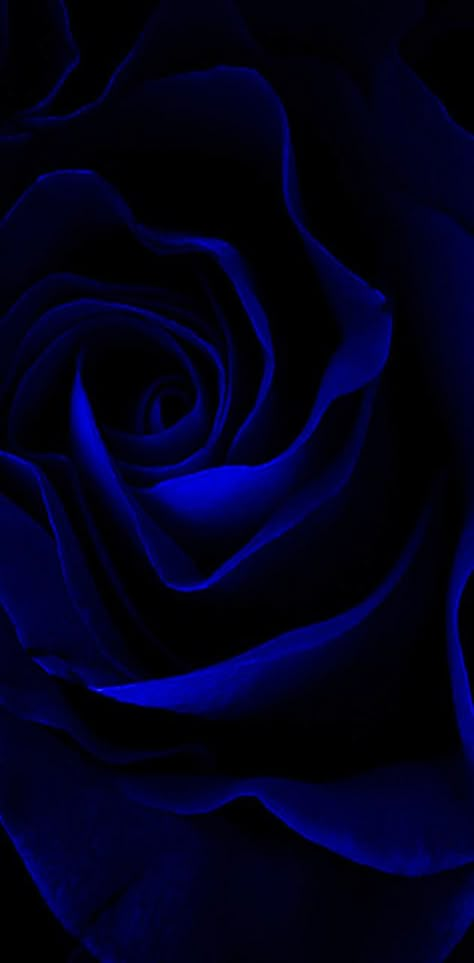 Dark Blue Aesthetic, Blue Roses Wallpaper, Rose Drawing Tattoo, Lotus Flower Pictures, Dark Blue Wallpaper, Supreme Wallpaper, Roses Wallpaper, Iconic Wallpaper, Butterflies Art