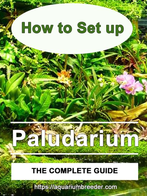 Paludarium Ideas Waterfalls, Paludarium Ideas Diy, Paludarium Aquarium, Diy Paludarium, Paladarium Design, Paludarium Diy How To Build, Frog Terrarium Ideas, Paludarium Ideas, Paludarium Plants