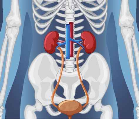 Chronic kidney and Bladder problems???!!! Picture- <a href="https://www.freepik.com/free-vector/human-internal-organ-with-kidneys-bladder_27547270.htm#query=bladder%20cartoon&position=21&from_view=keyword">Image by brgfx</a> on Freepik Maulana Azad Medical College, Medical Graduation, Observational Study, Laser Surgery, Chronic Kidney, General Surgery, Human Body Systems, Study Journal, Medical College