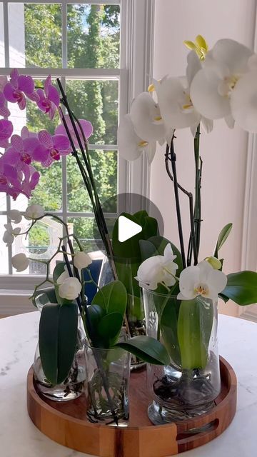 Valerie Hendricks on Instagram: "If you just recently transferred your Orchids from mulch/moss to water culture, leave in water and change it out weekly until your orchid gets used to water for 2-3 months, then you can add your weekly fertilizer. Yes, transitioning them to water culture will shock your plant and yes, theres a possibility you’ll lose blooms if your plant had some. Some say it’s better to wait until your blooms have all fallen off for the season before you put them in water cuture. I’ve transitioned them with blooms and yes, some have lost blooms, while others didn’t. It just all depends on your plant.  Don’t give up on your orchids. It takes time and patience and experimentation, practice and love. I’m not an orchid expert, but this is what works for my orchids!  #orchids # Repotting Orchids How To, Orchid In Water, Orchid Display Ideas Indoor, Orchid Potting Ideas, Orchid Humidity Tray, Caring For Orchids After Blooming, Water Culture Orchids, Looking After Orchids, How To Repot Orchids With Long Roots