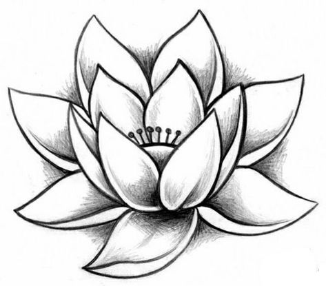 Flower Sketches, Lotus Tattoo, Water Lily, Flower Tattoos, Amazing Flowers, Lotus Flower, Flower Drawing, Lotus, Tattoo Designs