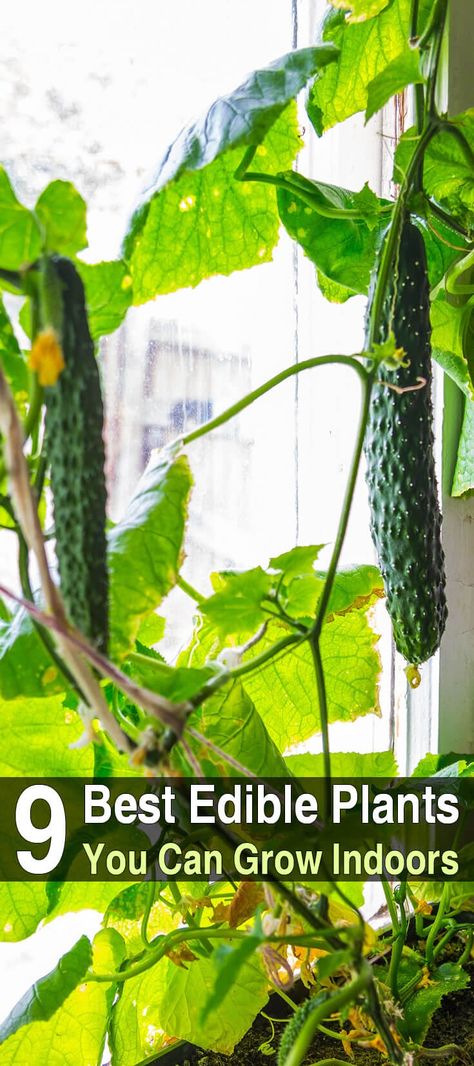 9 Best Edible Plants You Can Grow Indoors Growing Tomatoes Indoors, Growing Food Indoors, Growing Organic Tomatoes, Growing Tomatoes In Containers, Best Edibles, Growing Cucumbers, Growing Gardens, Survival Gardening, Organic Tomatoes