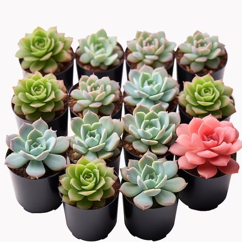 Succulent Leaves, Shower Favors Baby, Favors Baby Shower, Wedding Shower Favors, Favors Wedding, Couple Shower, Succulent Plants, Bridal Shower Favors, New Leaf